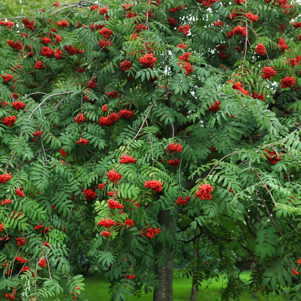 Essbare Vogelbeere für den Hausgarten