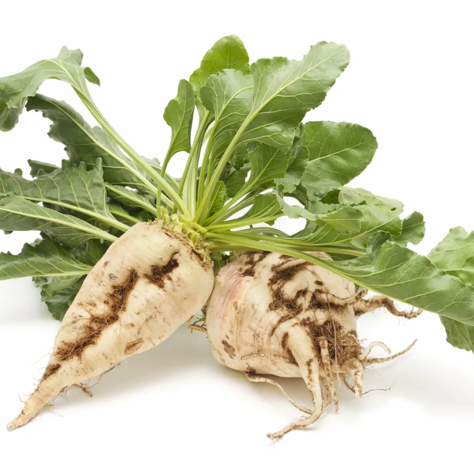 Zuckerrübe: eine Gewinnerin des Klimawandels?