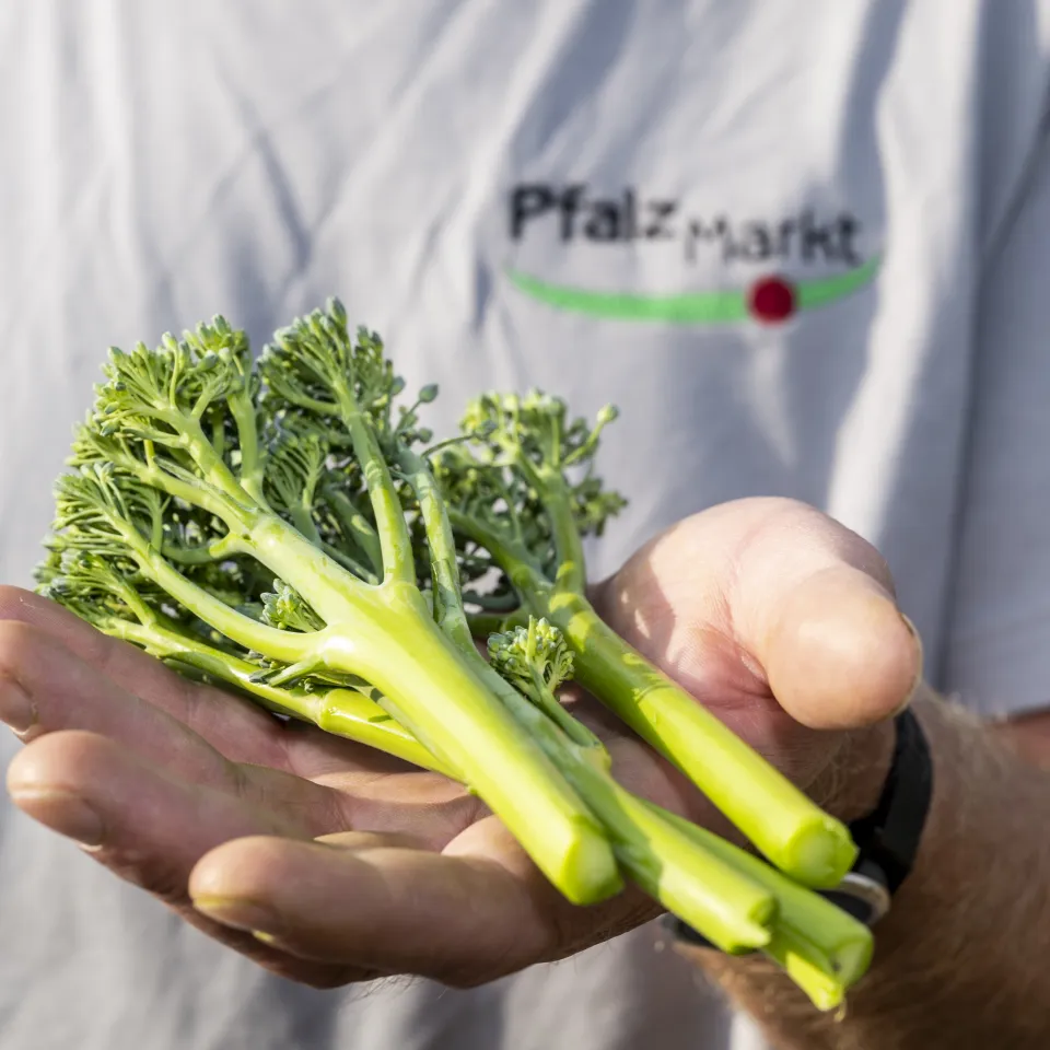 Brokkoli auf langen Stelzen