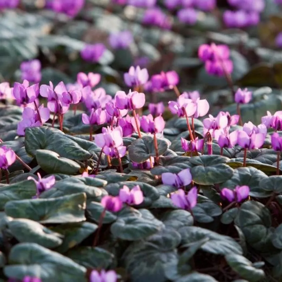 Jetzt Vorfrühlings-Alpenveilchen pflanzen