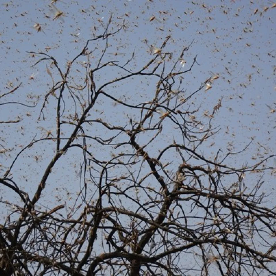 Stehen uns Heuschreckenplagen bevor?