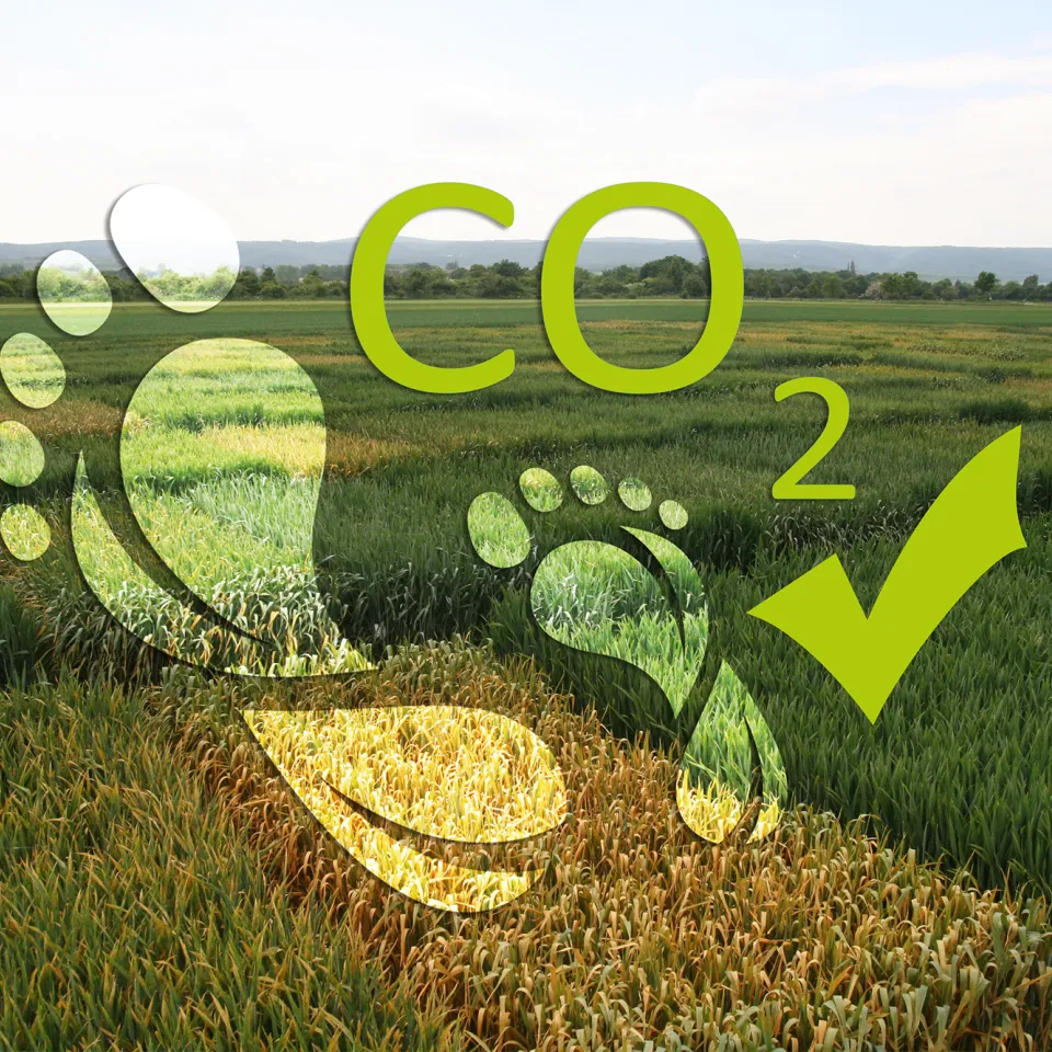 Züchtungsfortschritt bringt Umweltschutz