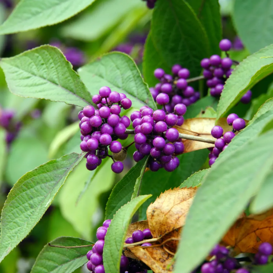 Der Liebesperlenstrauch für den Garten