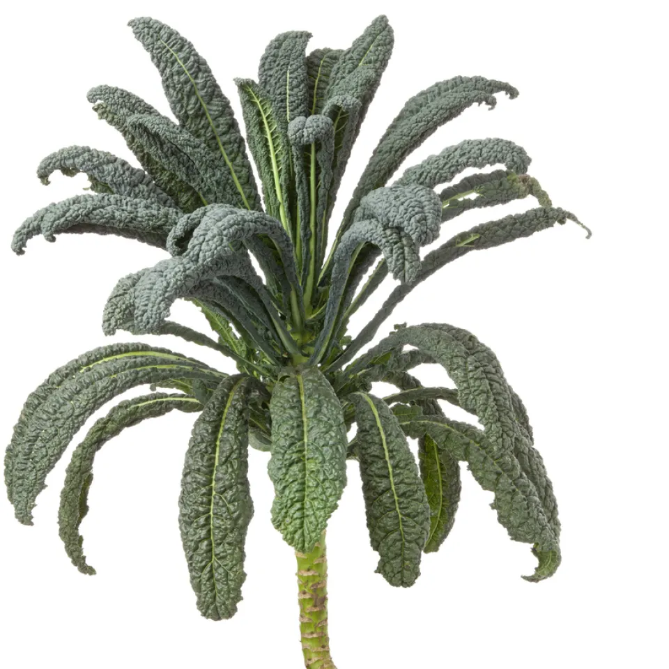 Palmkohl: ideal für Wintergerichte und Salate