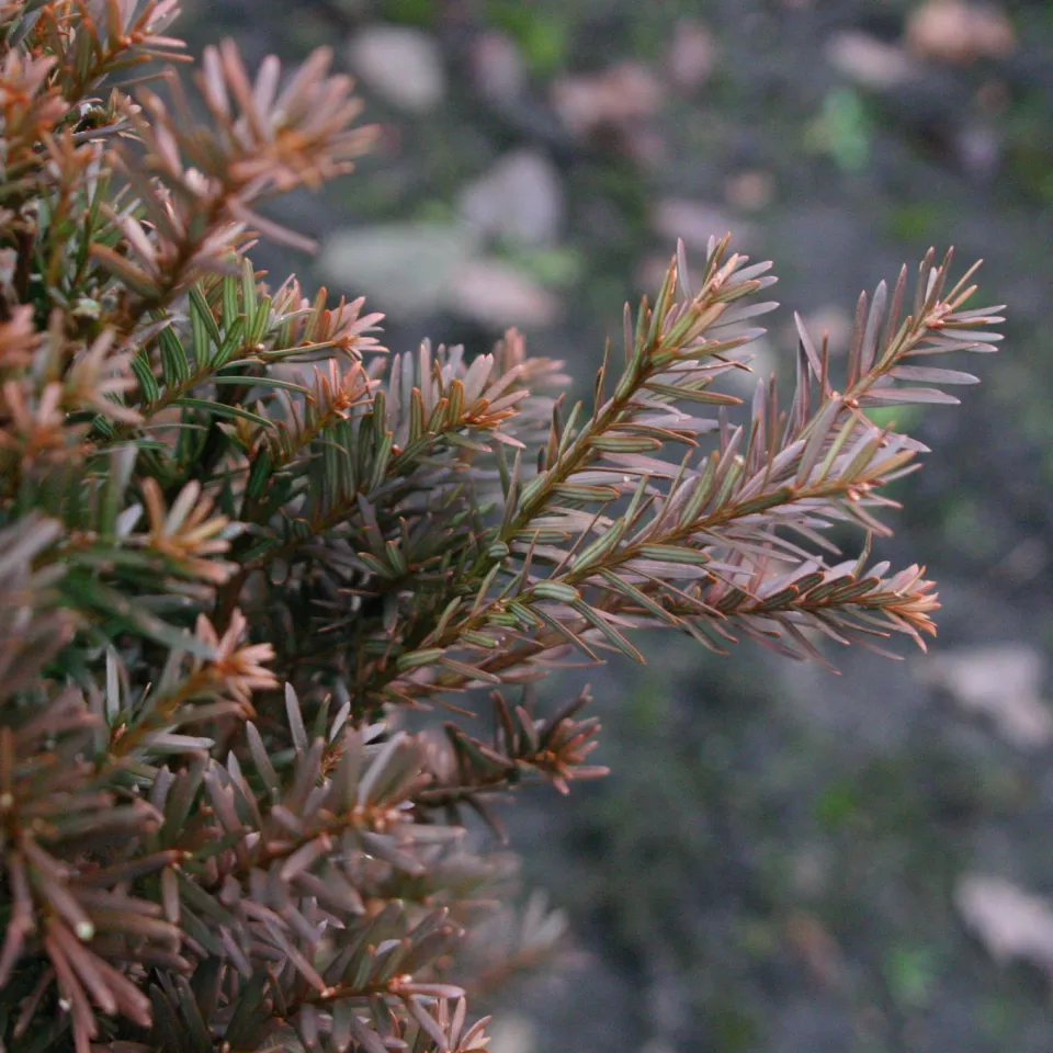 Braunfärbung an Immergrünen