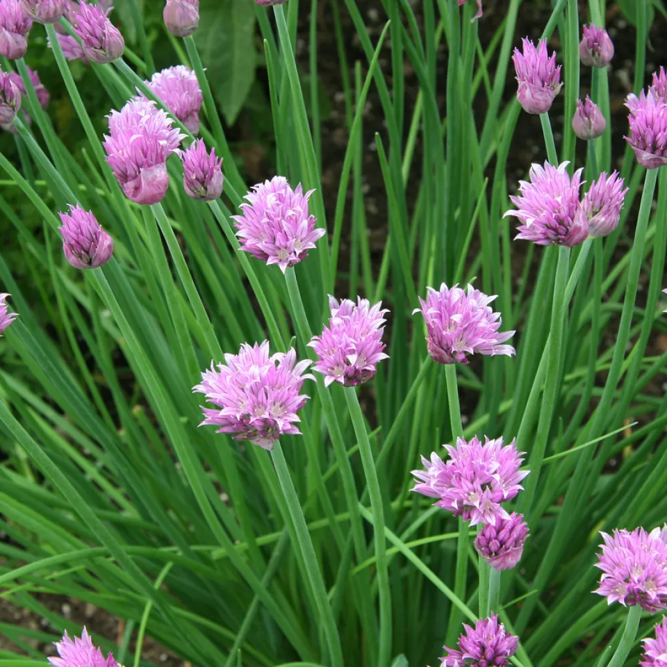 Schnittlauch: Alleskönner in der Küche