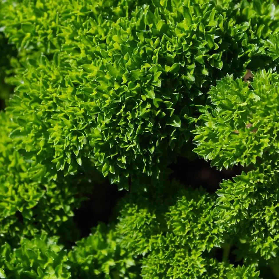 Petersilie ist „Giftpflanze des Jahres 2023“