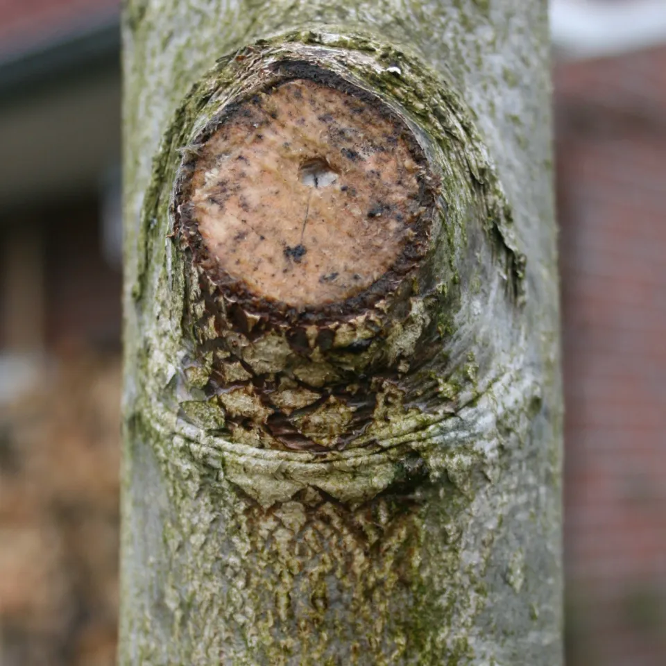 Können Bäume verbluten?