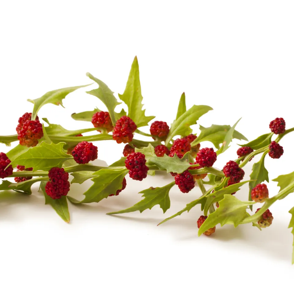 Erdbeerspinat: schmackhafter Hingucker