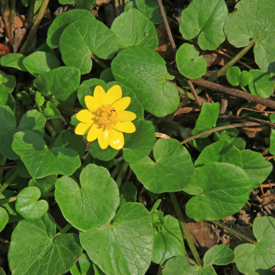 Frühlingsblüher Scharbockskraut