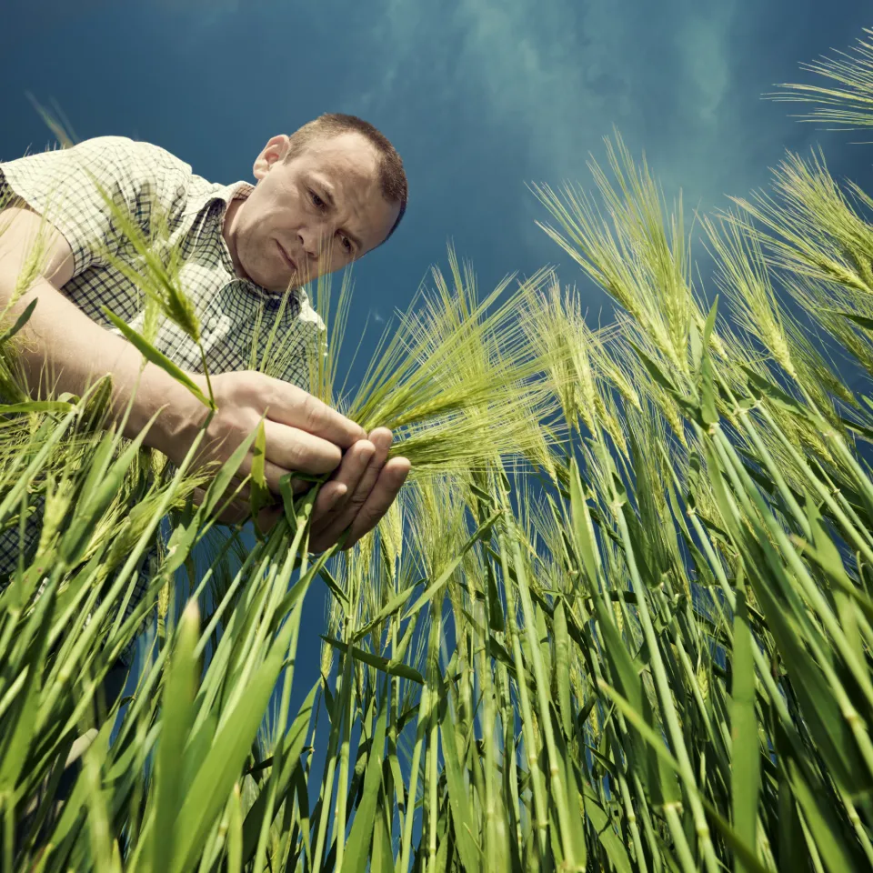 Pflanzenschutz in Europa ist sicher