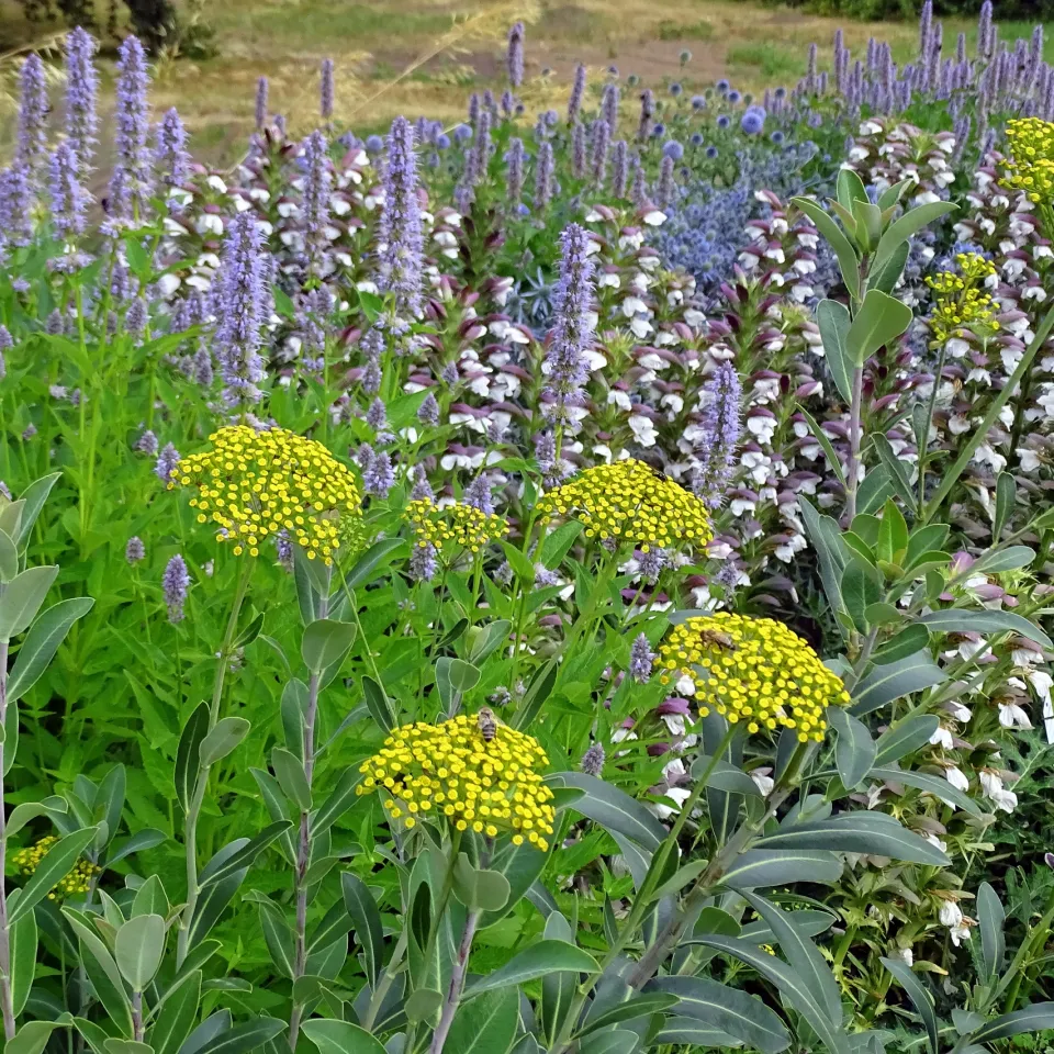 Stauden für Hitze und Trockenheit