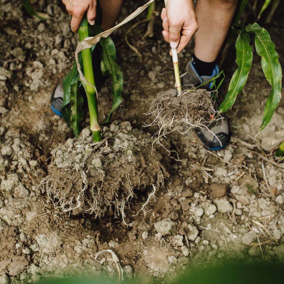 Integrierter Pflanzenschutz