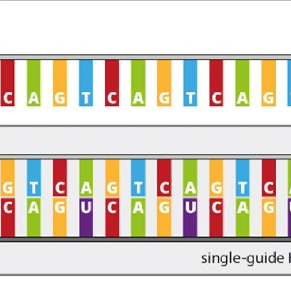 Resistenzen per Genschere