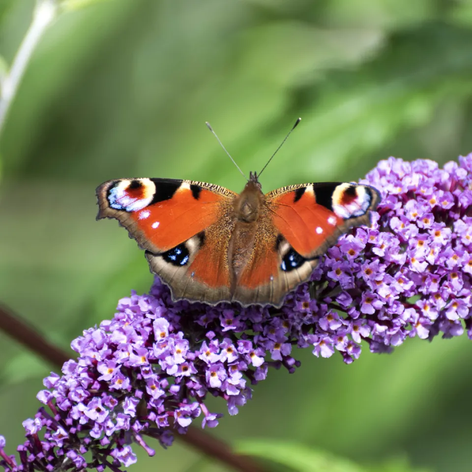 Der Sommerflieder im Garten