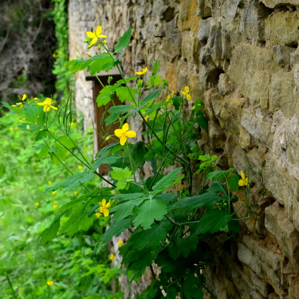 Pflanzen für Trockenmauern