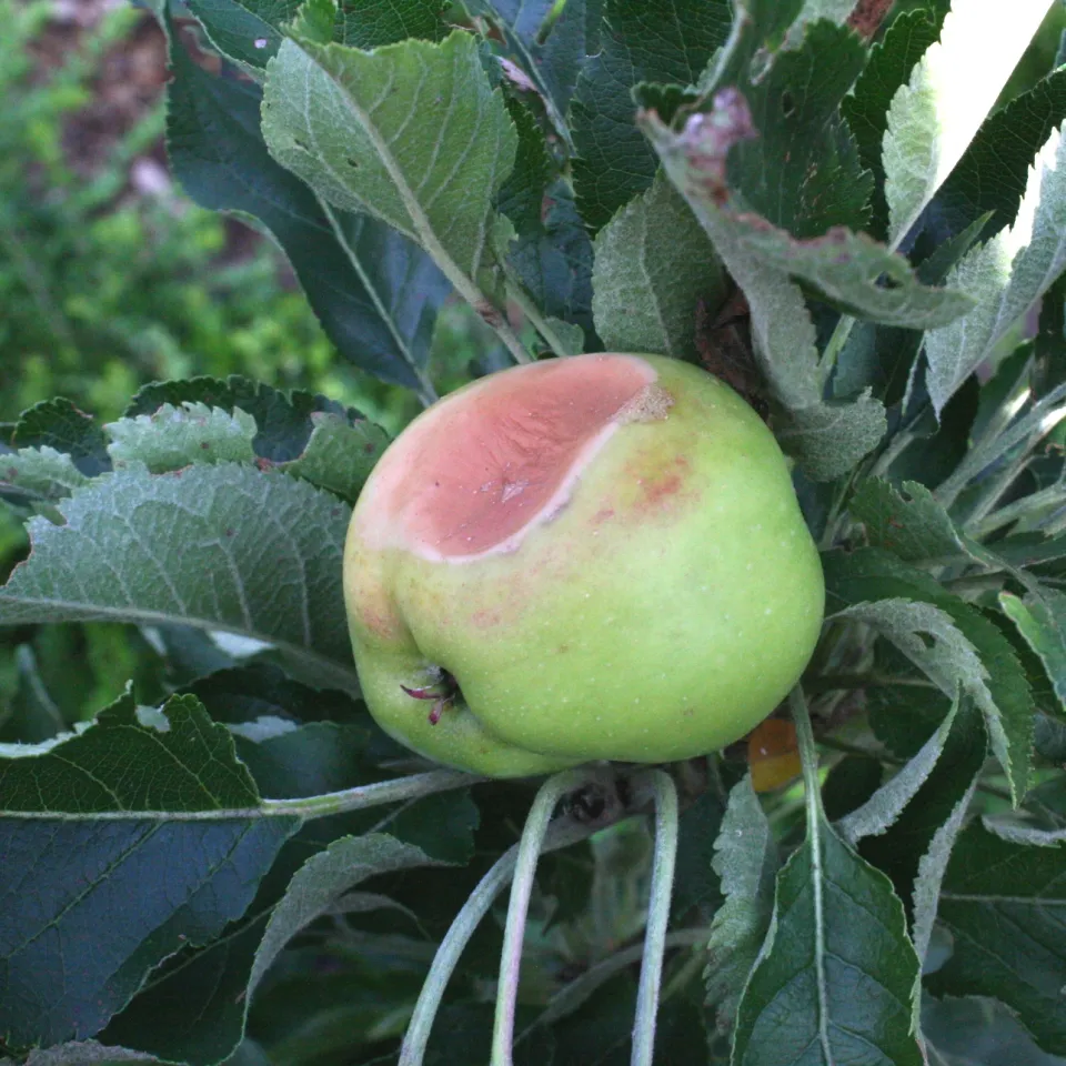 Bei Obst- und Ziergehölzen droht Sonnenbrand