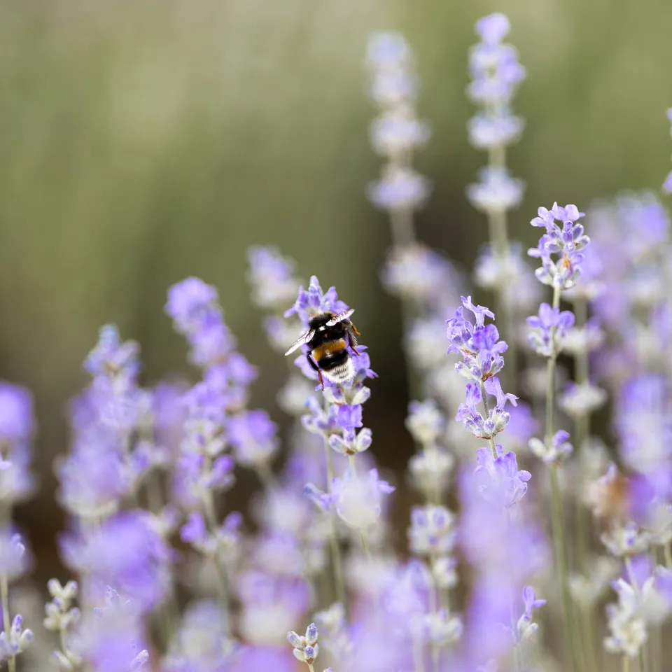 Jahrespressekonferenz 2023 / Umbau der Landwirtschaft braucht Digitalisierung, Innovation und viel grüne Energie