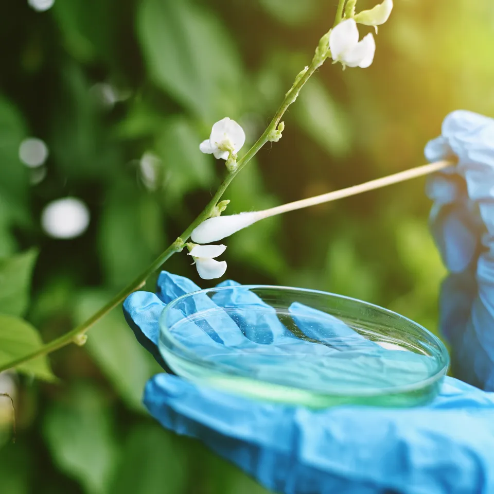 IVA: Modernisierung des Gentechnikrechts wichtige Weichenstellung für resiliente Landwirtschaft