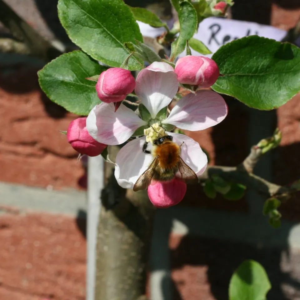 Nektardrüsen an Blättern ernähren Insekten