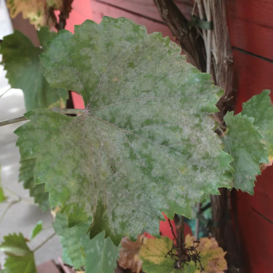 Nicht verwechseln: Echter und Falscher Mehltau an Weinreben