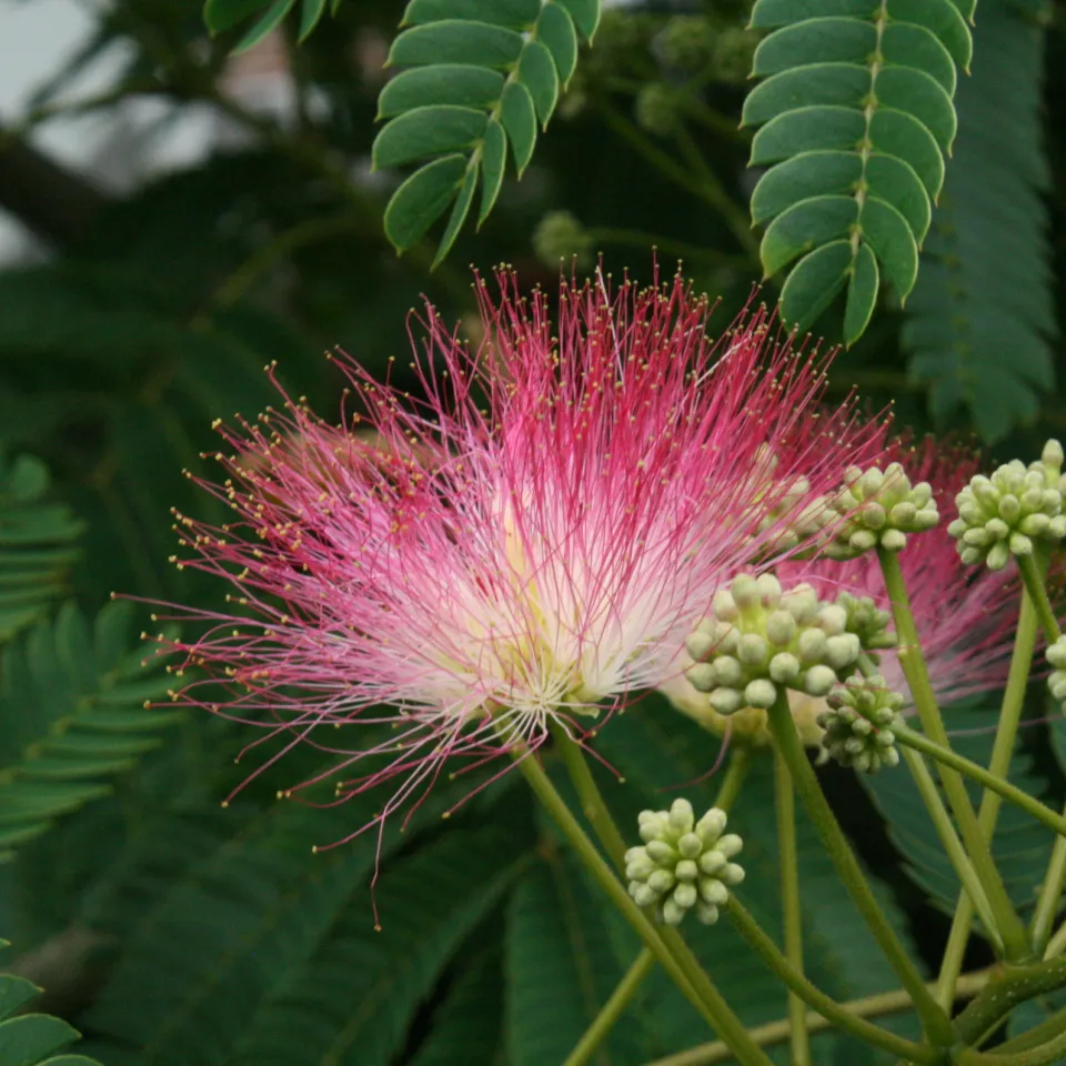 Gewinner im Klimawandel: die Seidenakazie