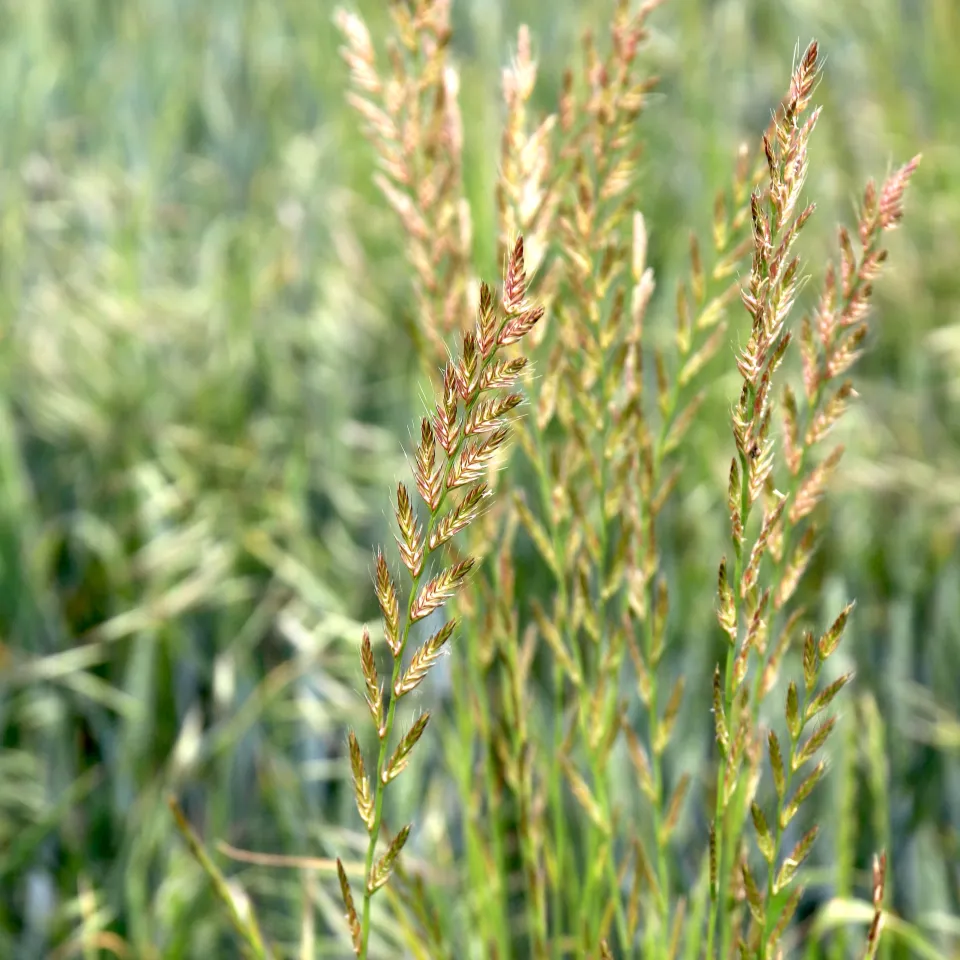 Resistenzen sind älter als der chemische Pflanzenschutz