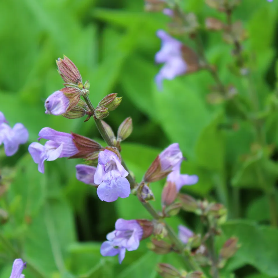 Der Echte Salbei ist „Arzneipflanze des Jahres 2023“