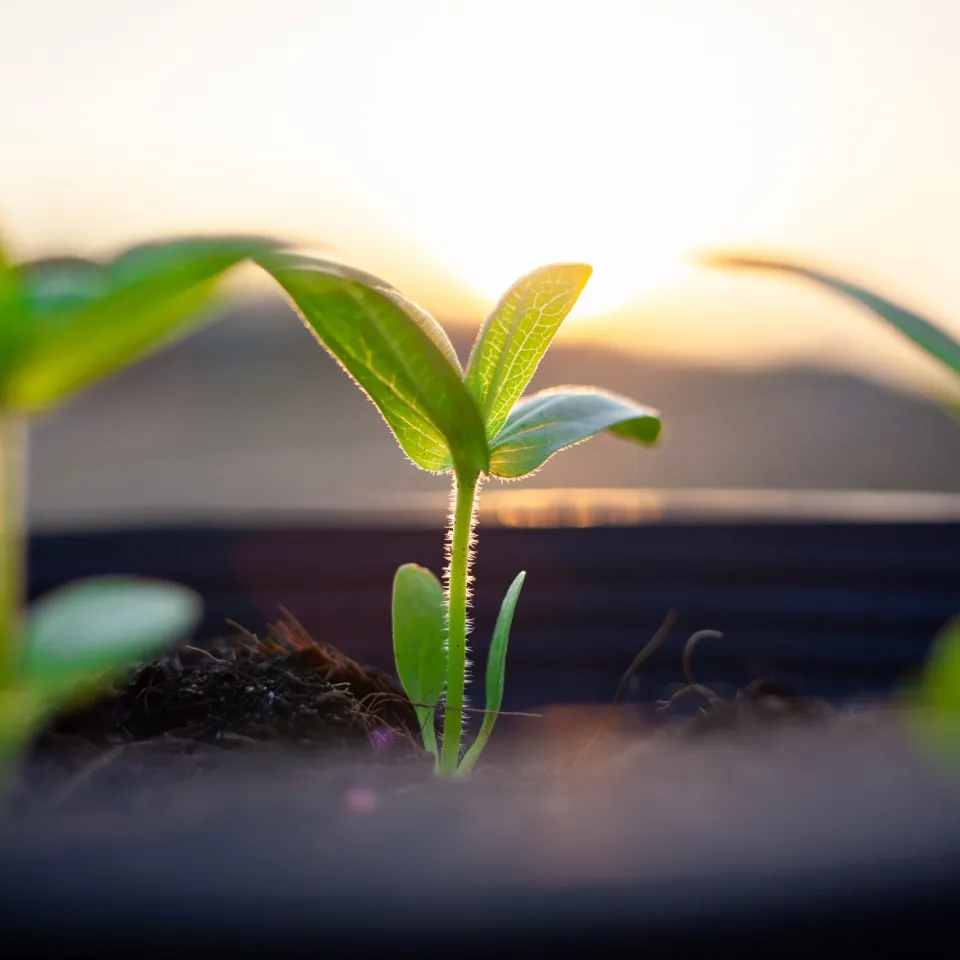 Anwendung von Biostimuanzien