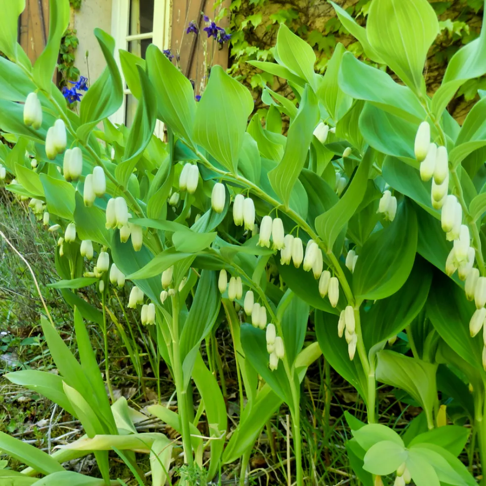 Die Vielblütige Weißwurz