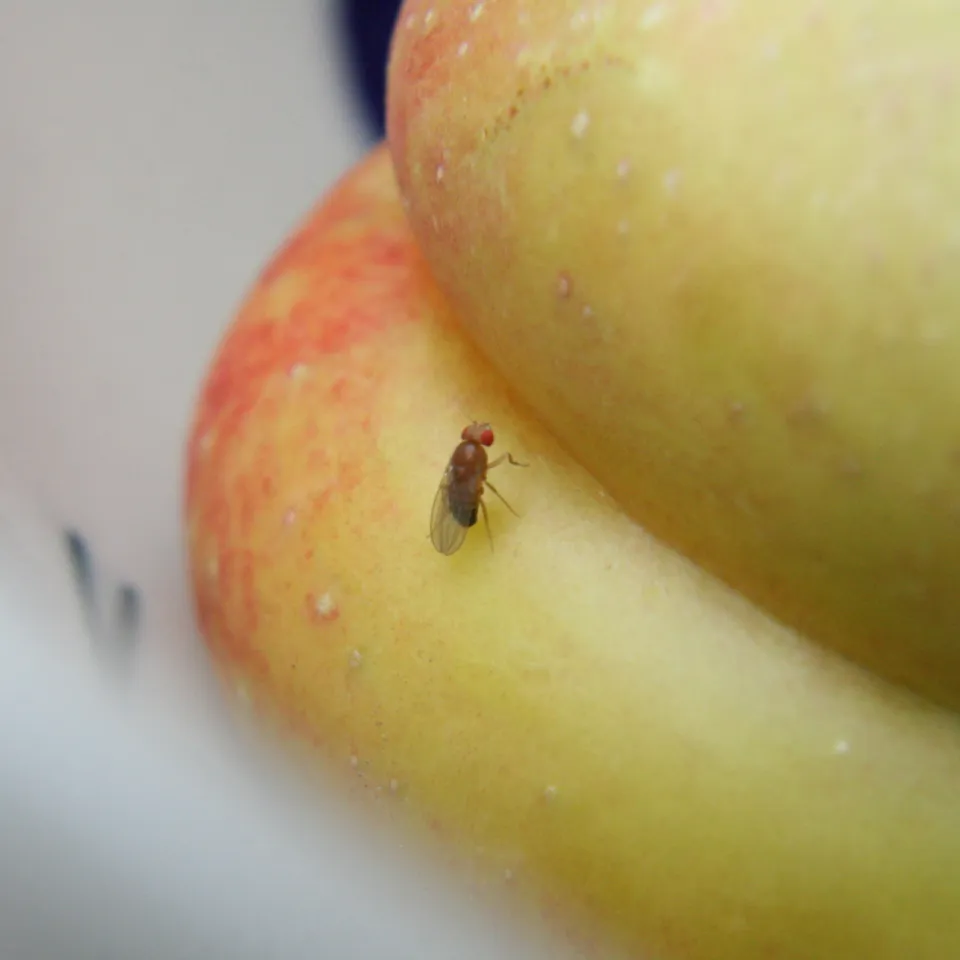 Lästig: Fruchtfliegen in der Küche