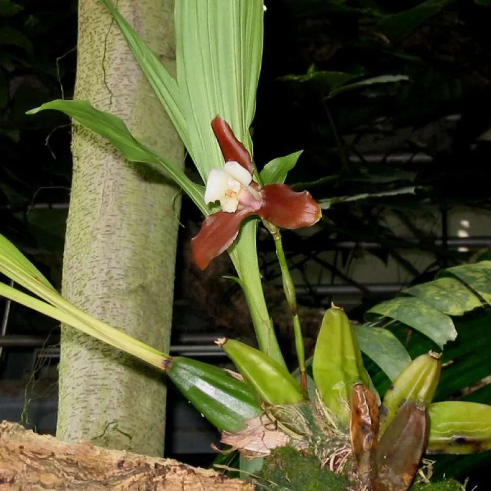 Tausche Kohlenstoff gegen Nährstoffe