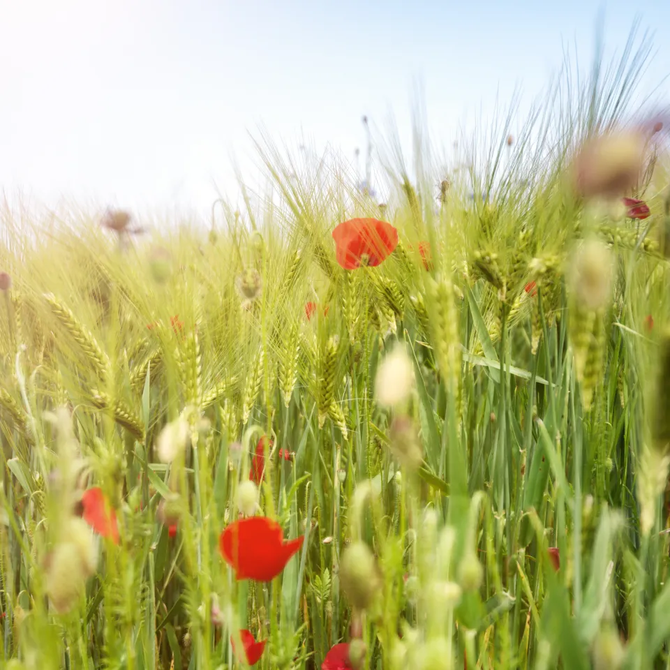 IVA: "SUR erweist Biodiversität einen Bärendienst"