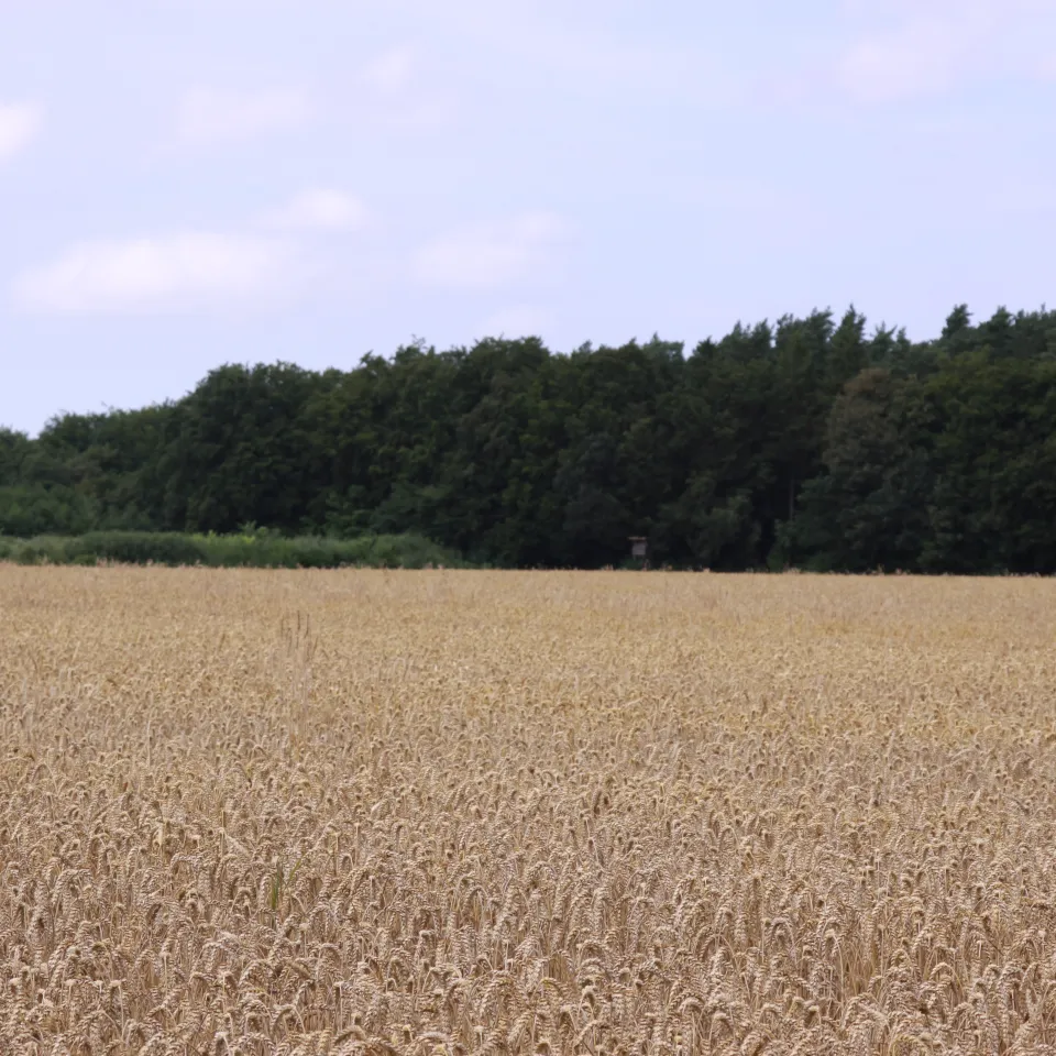 Pilzkrankheiten bedrohen unsere Ernten