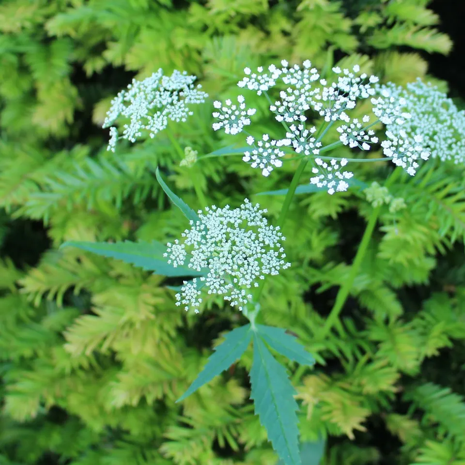 Stärken Kümmel und Koriander den Weizen?