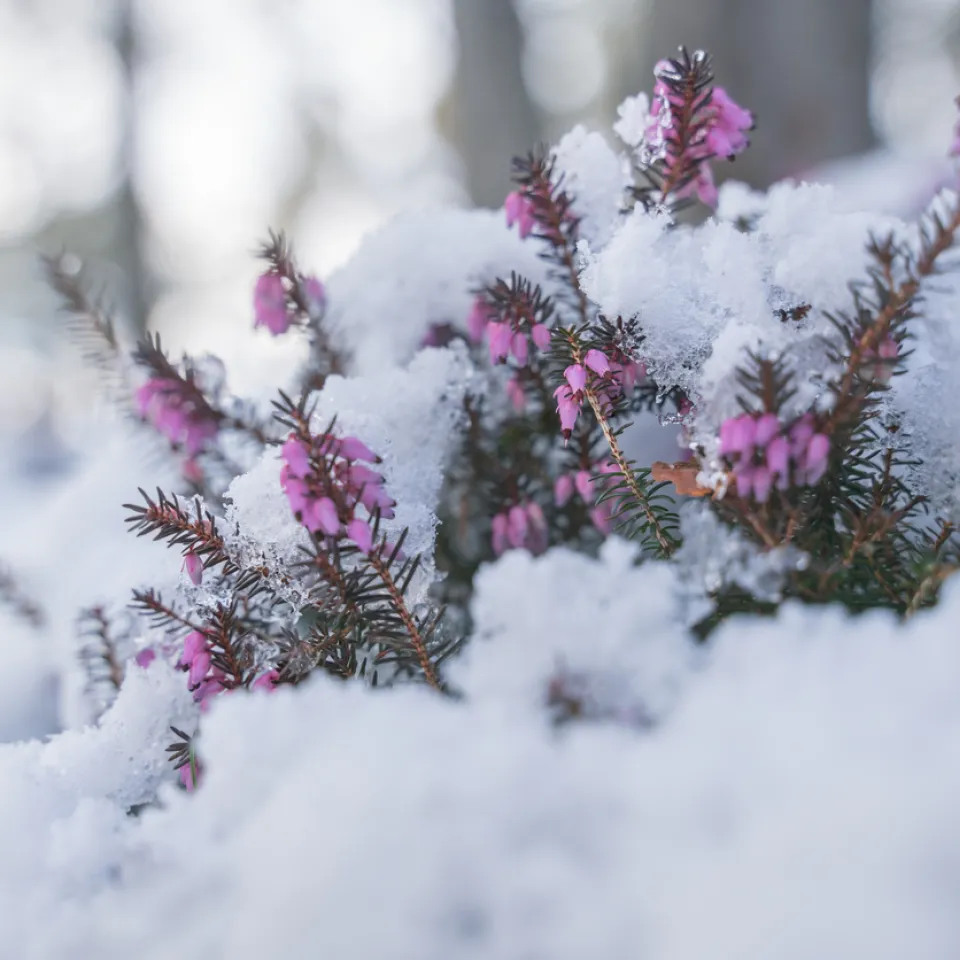 Die Schneeheide – winterblühender Zwergstrauch mit Charme