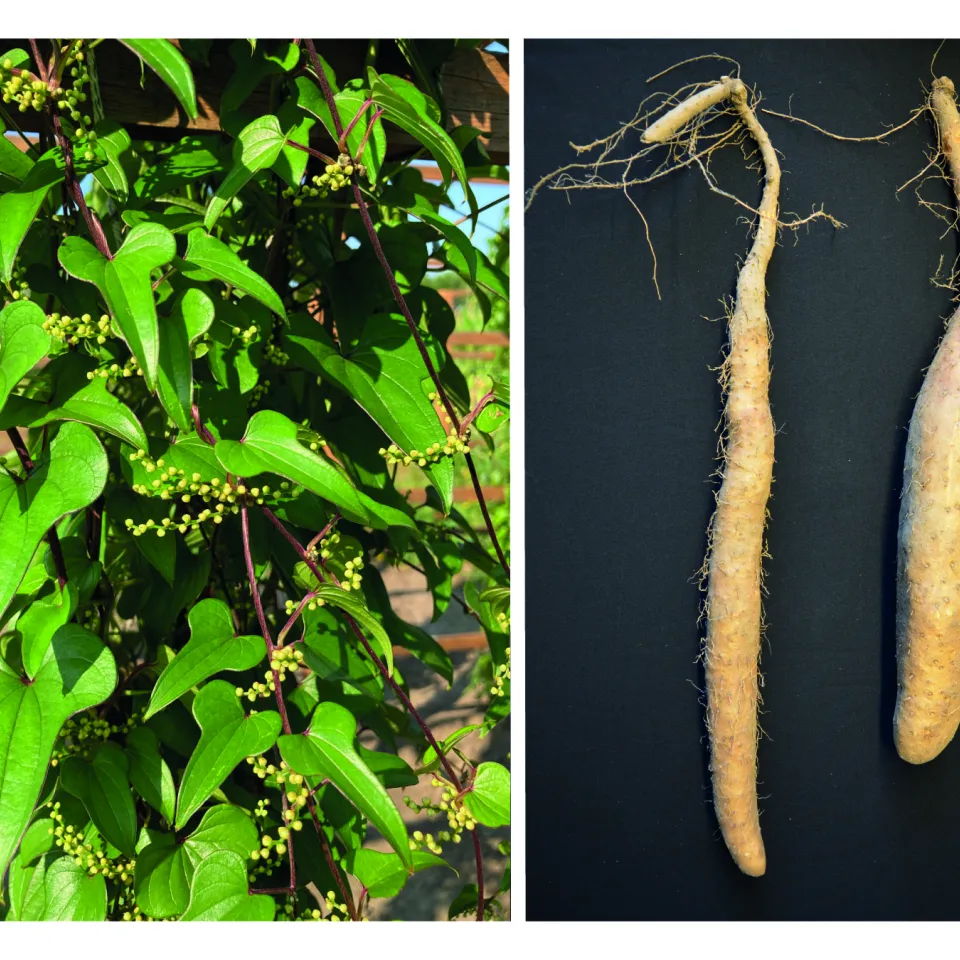 Serie: Pflanzen, die die Welt veränderten