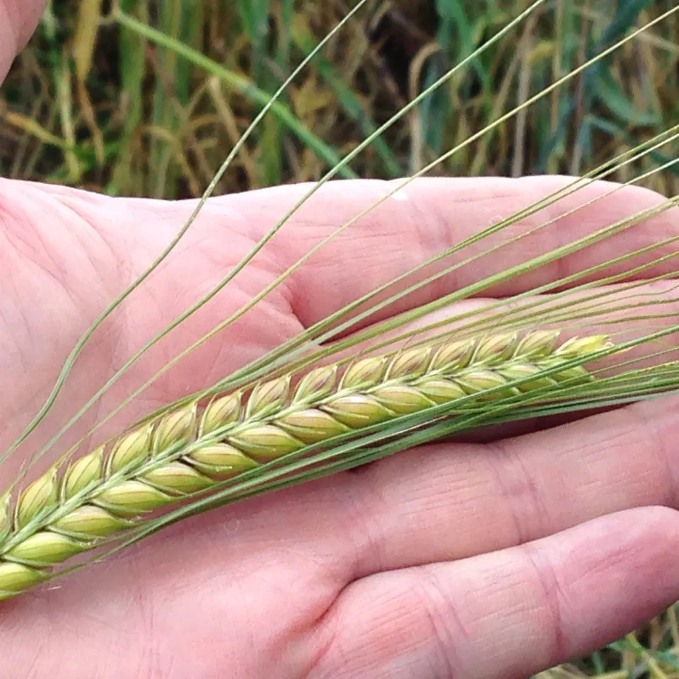 Winterbraugerste: eine Antwort auf den Klimawandel?