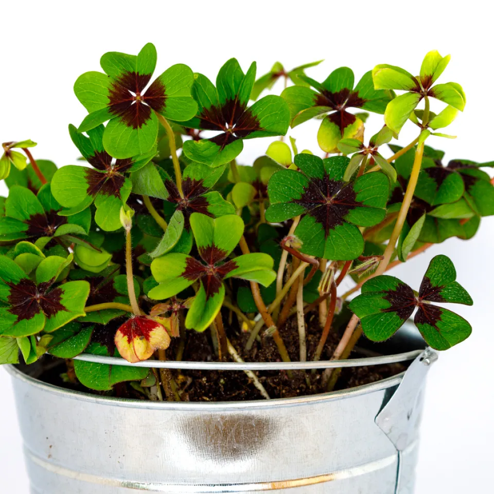 Glück mit Glücksklee?