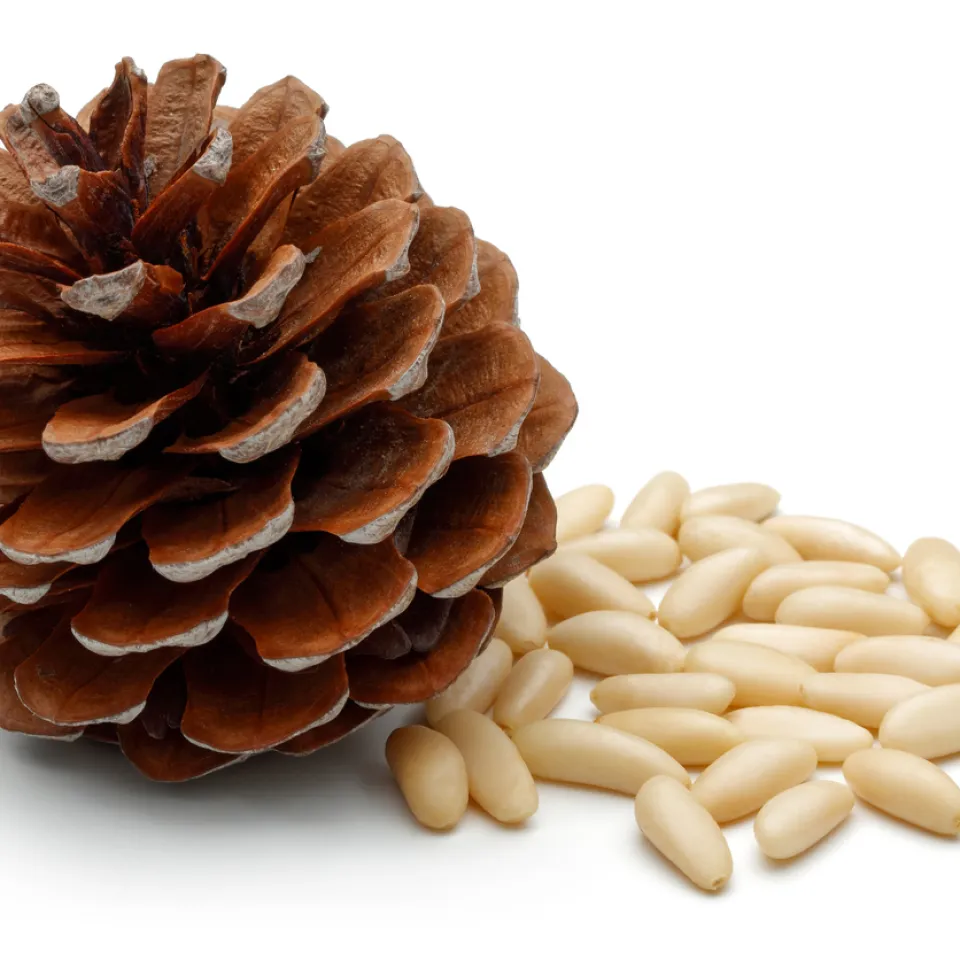 Pinienkerne: Delikatesse mediterraner und orientalischer Küche