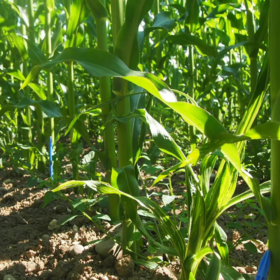 Impfung gegen kranke Böden
