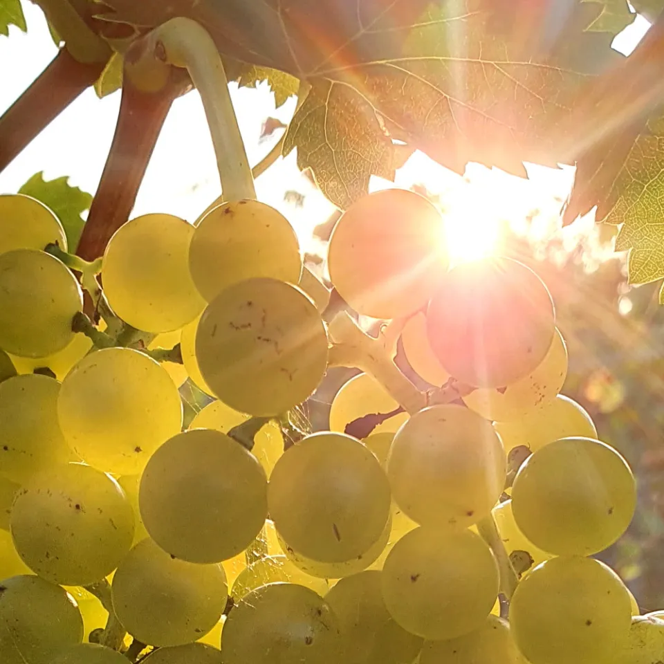 Weinanbau: Nichts bleibt, wie es ist