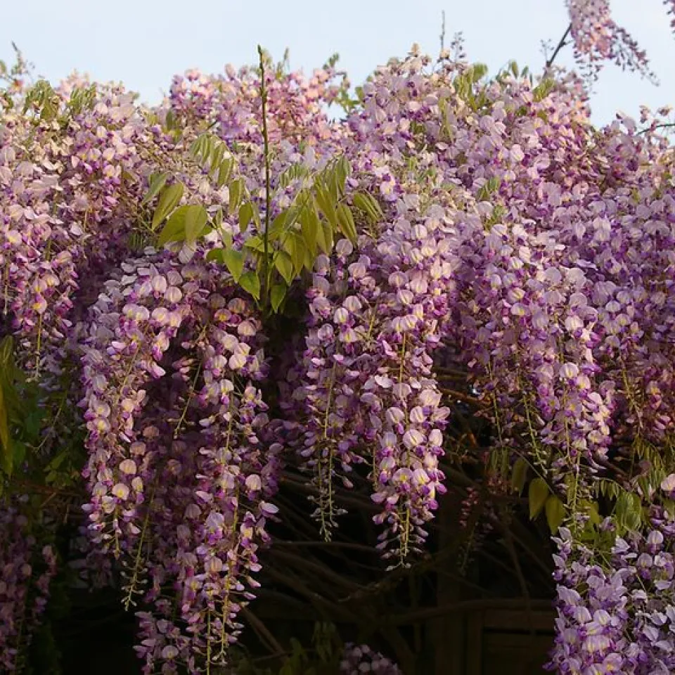 Blauregen ist „Giftpflanze des Jahres 2024“