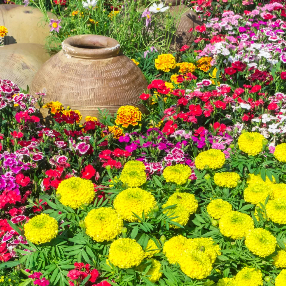 Einjährige Sommerblumen vorziehen