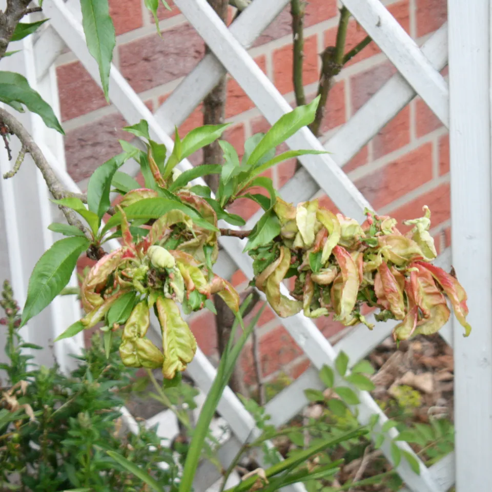 Der Kräuselkrankheit ein Schnippchen schlagen