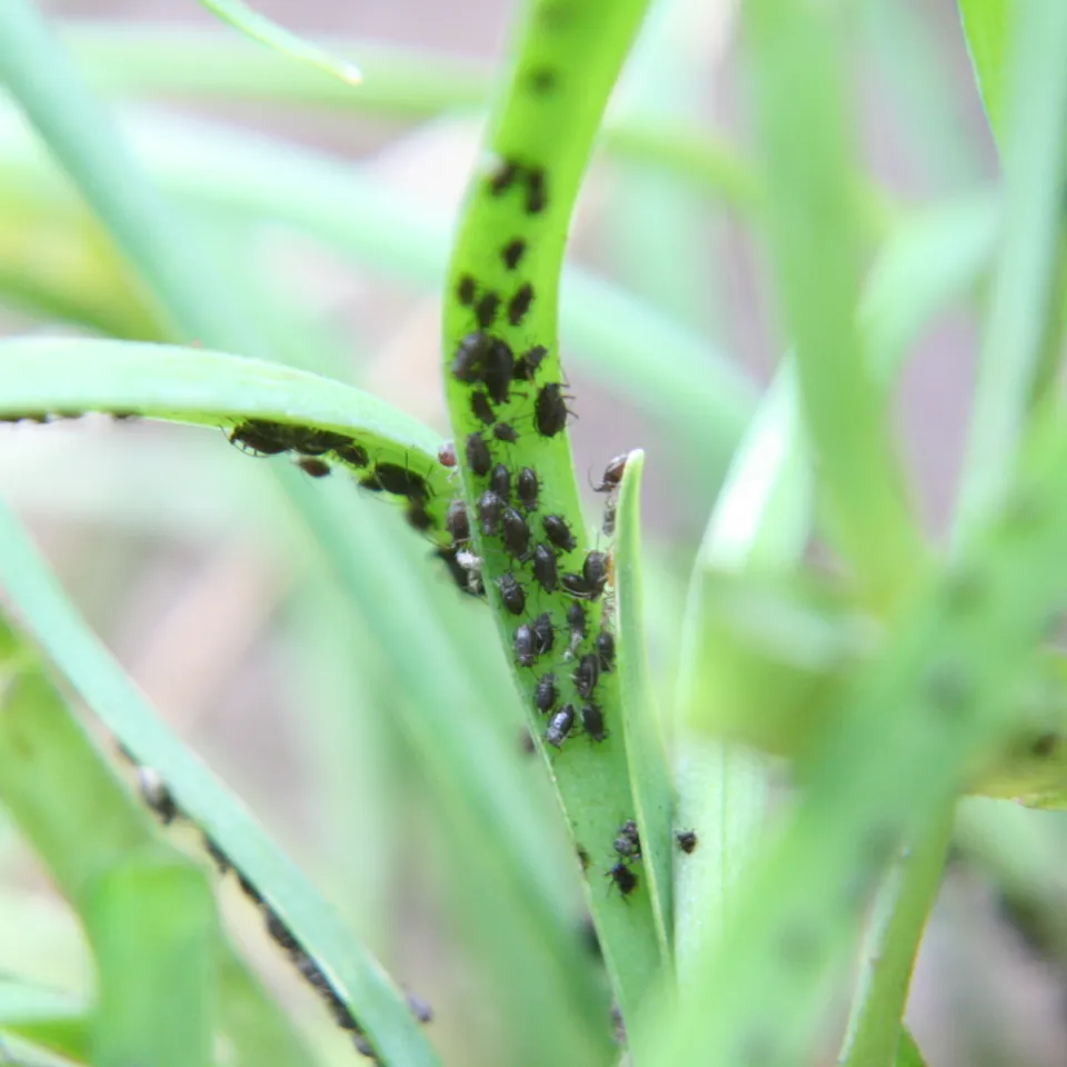 Neu in Gärten: die Zwiebellaus