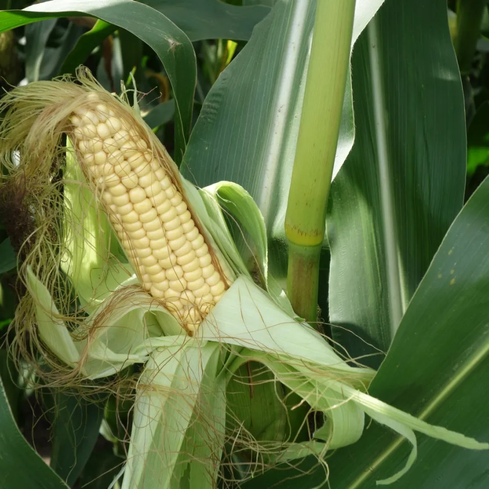 Mit Bodenmikrobiom die Pflanzengesundheit beeinflussen