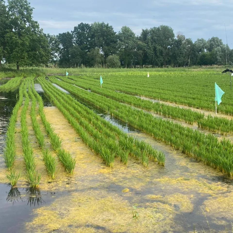 Reisanbau in Brandenburg – das ungewöhnliche Experiment geht weiter