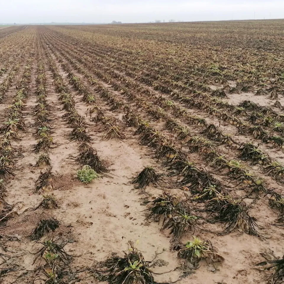 „Gummirüben“: Ratlosigkeit bei neuer Krankheit