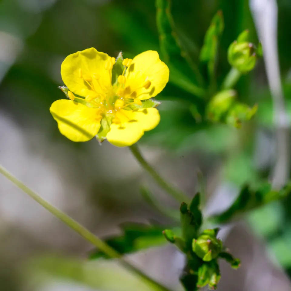 Die Blutwurz ist „Arzneipflanze des Jahres 2024“